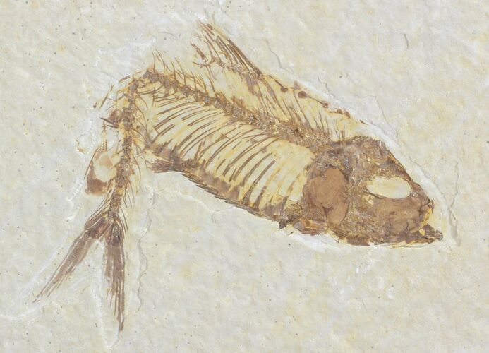 Bargain, Knightia Fossil Fish - Wyoming #71023